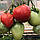 Насіння Томат Робін-Бобін 15 шт (від колекціонера), фото 2