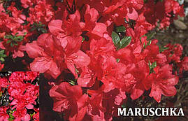 Азалія японська Maruschka 4 річна, Азалія японська / рододендрон Марушка, Azalea japonica Maruschka, фото 4