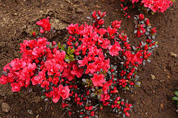 Азалія японська Maruschka 4 річна, Азалія японська / рододендрон Марушка, Azalea japonica Maruschka, фото 5