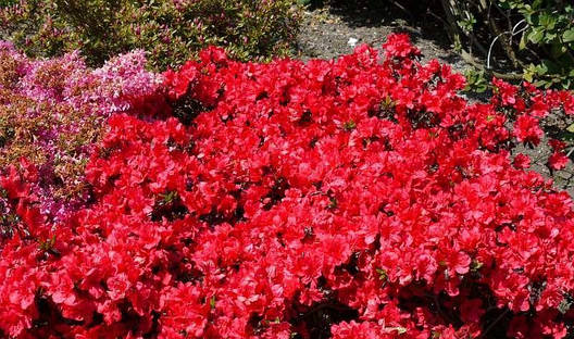 Азалія японська Maruschka 4 річна, Азалія японська / рододендрон Марушка, Azalea japonica Maruschka, фото 1