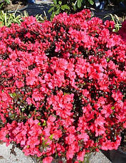 Азалія японська Maruschka 4 річна, Азалія японська / рододендрон Марушка, Azalea japonica Maruschka, фото 3