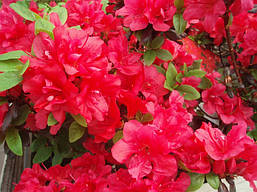 Азалія японська Maruschka 4 річна, Азалія японська / рододендрон Марушка, Azalea japonica Maruschka, фото 6