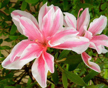 Азалія японська Melle 3 річна, Азалія японська /рододендрон Мелле, Rhododendron / Azalea japonica Melle, фото 3