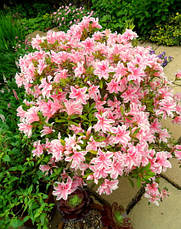 Азалія японська Melle 3 річна, Азалія японська /рододендрон Мелле, Rhododendron / Azalea japonica Melle, фото 4
