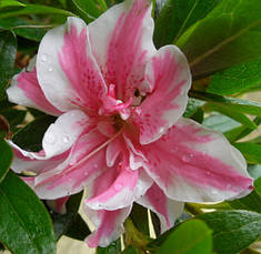 Азалія японська Melle 3 річна, Азалія японська /рододендрон Мелле, Rhododendron / Azalea japonica Melle, фото 5