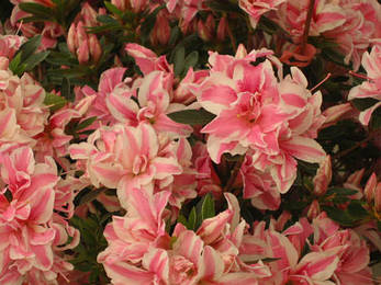 Азалія японська Melle 3 річна, Азалія японська /рододендрон Мелле, Rhododendron / Azalea japonica Melle, фото 1