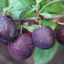 Новинка! Сливово-вишневий гібрид "Гайавата"