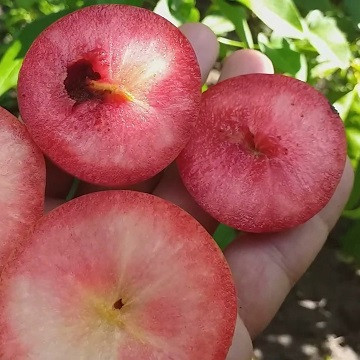 Слива диплоїдна "Кримсон Гло" (новий американський сорт), фото 1