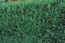 Кипарисовик Лавсона Columnaris 3 річний, Кипарисовик Лавсона Колумнарис Chamaecyparis Lawsoniana Columnaris, фото 6