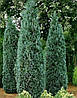 Кипарисовик Лавсона Columnaris 3 річний, Кипарисовик Лавсона Колумнарис Chamaecyparis Lawsoniana Columnaris, фото 8