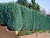 Кипарисовик Лавсона Columnaris 3 річний, Кипарисовик Лавсона Колумнарис Chamaecyparis Lawsoniana Columnaris, фото 7