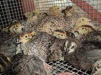 Годівля та догляд за перепелами