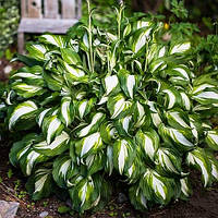 Хоста Undulata Mediovariegata (горщик)