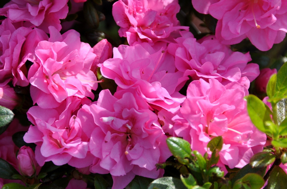 Азалія японська Rosinetta 2 річна , Азалія японська /рододендрон Розинетта, Azalea japonica Rosinetta