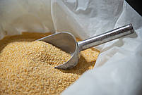 Часник сушений Гранула 26/40 ( 1*1 мм) 200 г