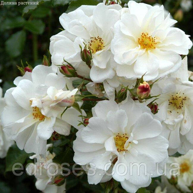 Даймонт (Diamant), фото 1