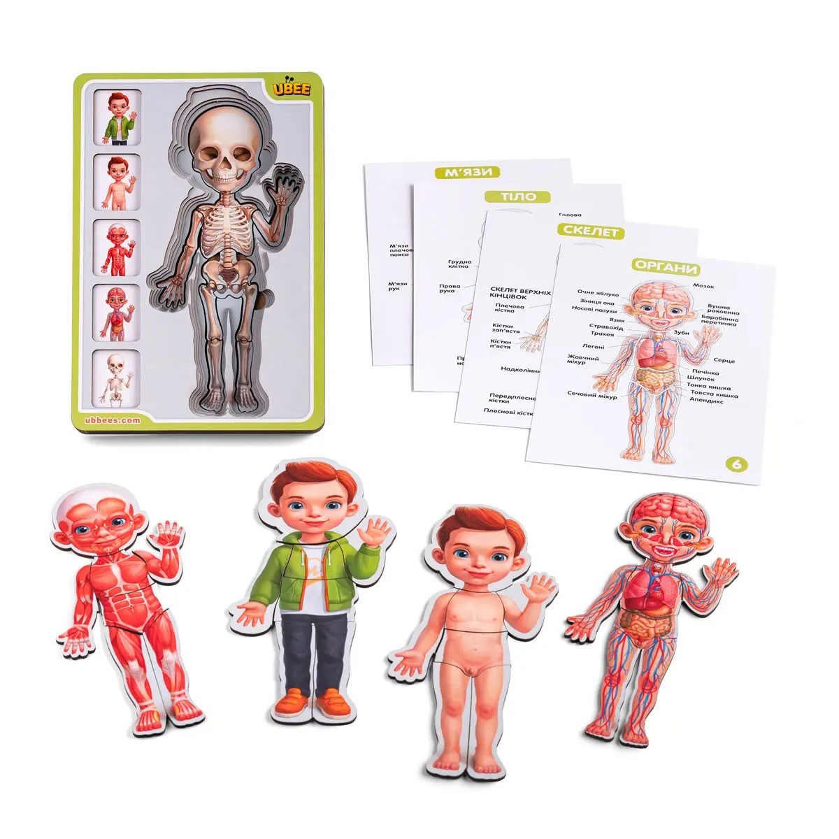 Дерев'яний сортер-пазл багатошаровий Анатомія людини — хлопчик, фото 1