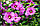 Гібіскус деревоподібний рожевий, фото 2