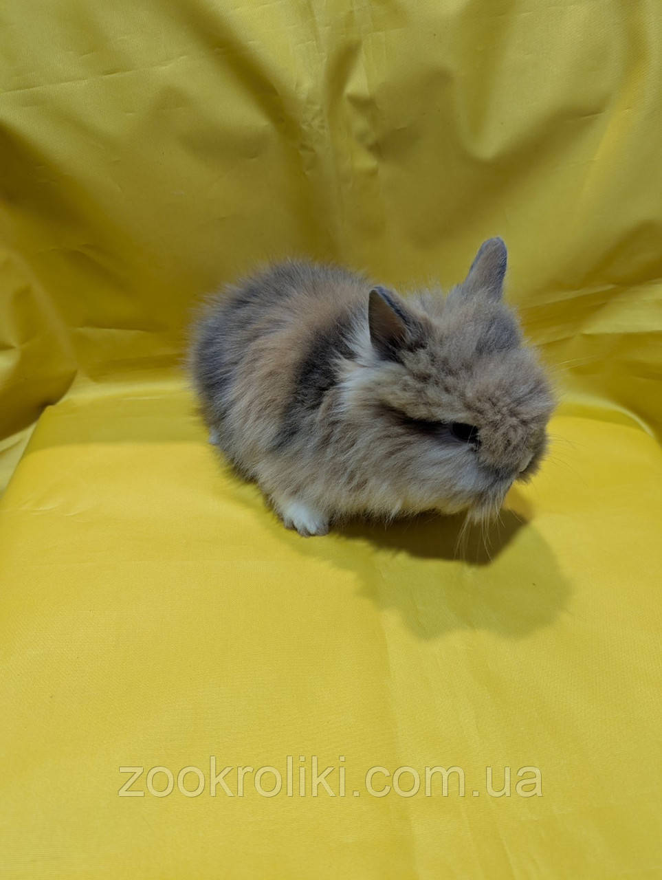 Декоративний кролик