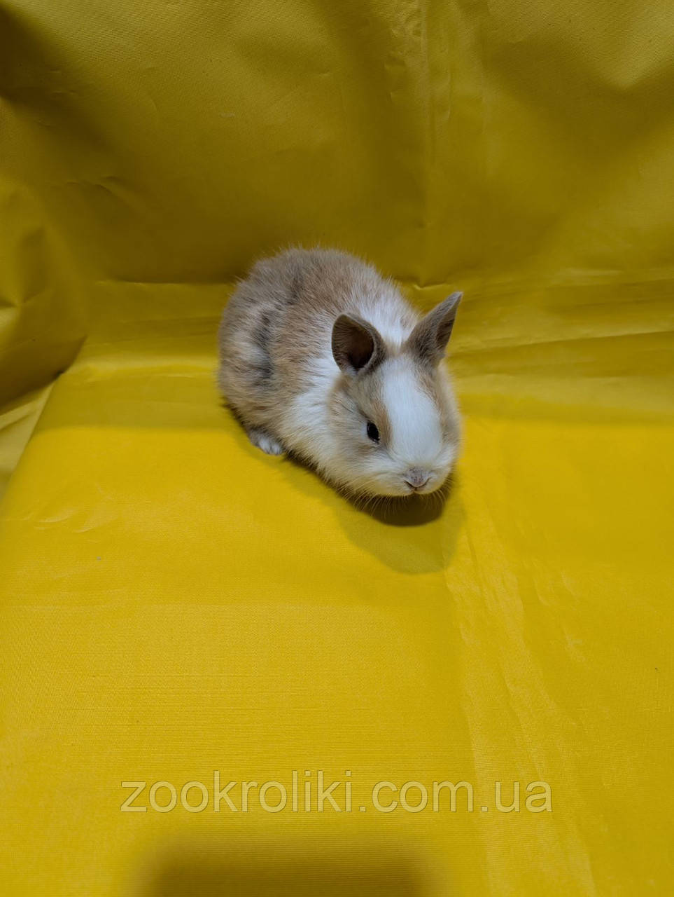 Декоративний пролік