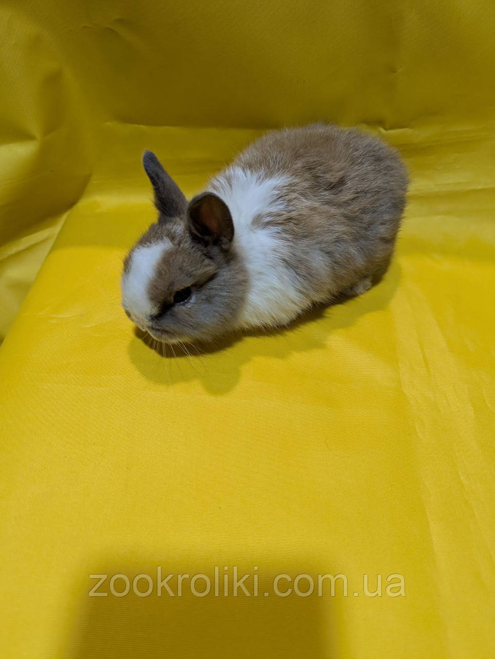 Декоративний кролик