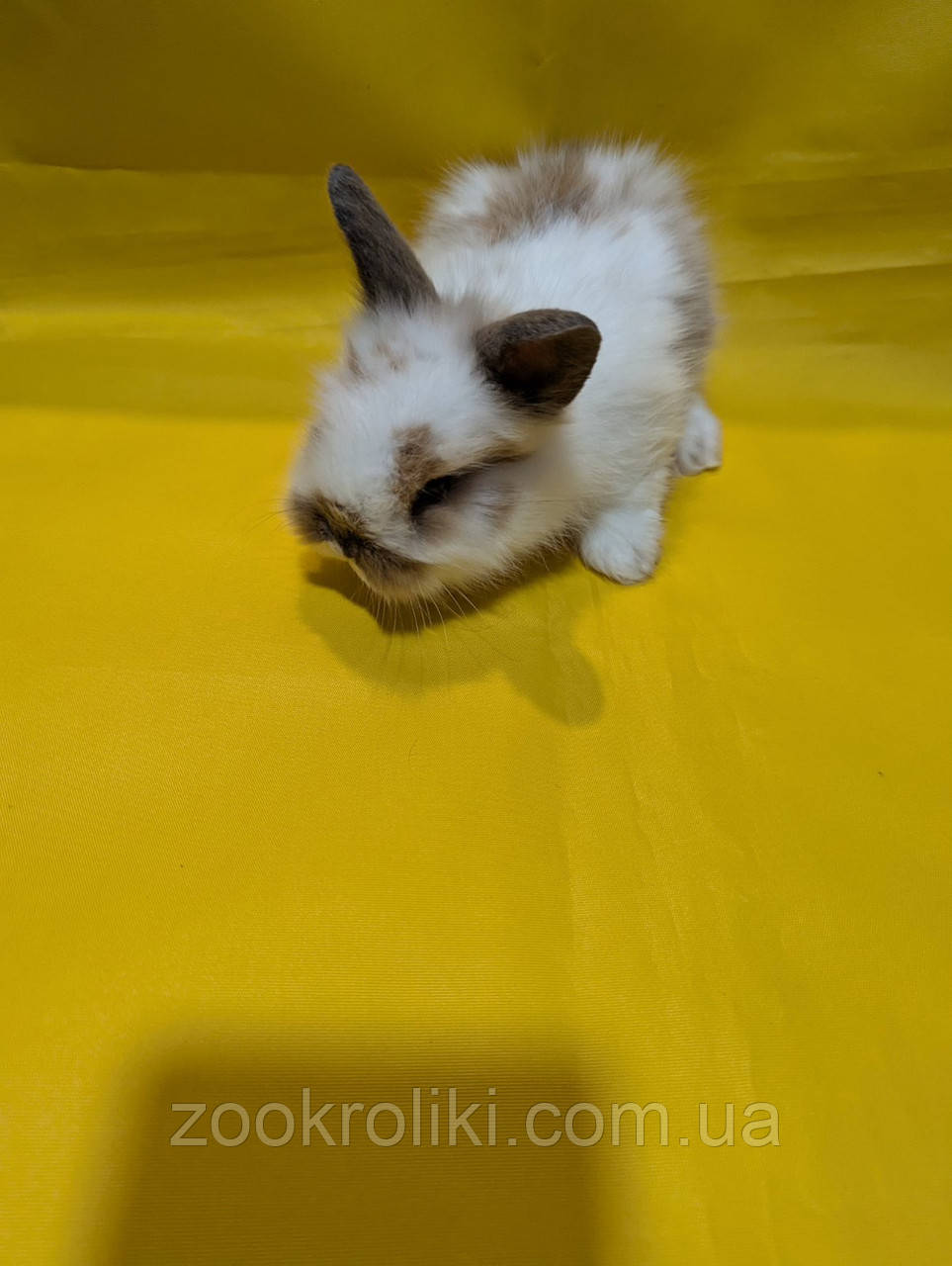 Декоративний кролик