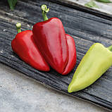 Кантатта F1 (500 нас.) насіння перцю солодкого Enza Zaden, фото 2