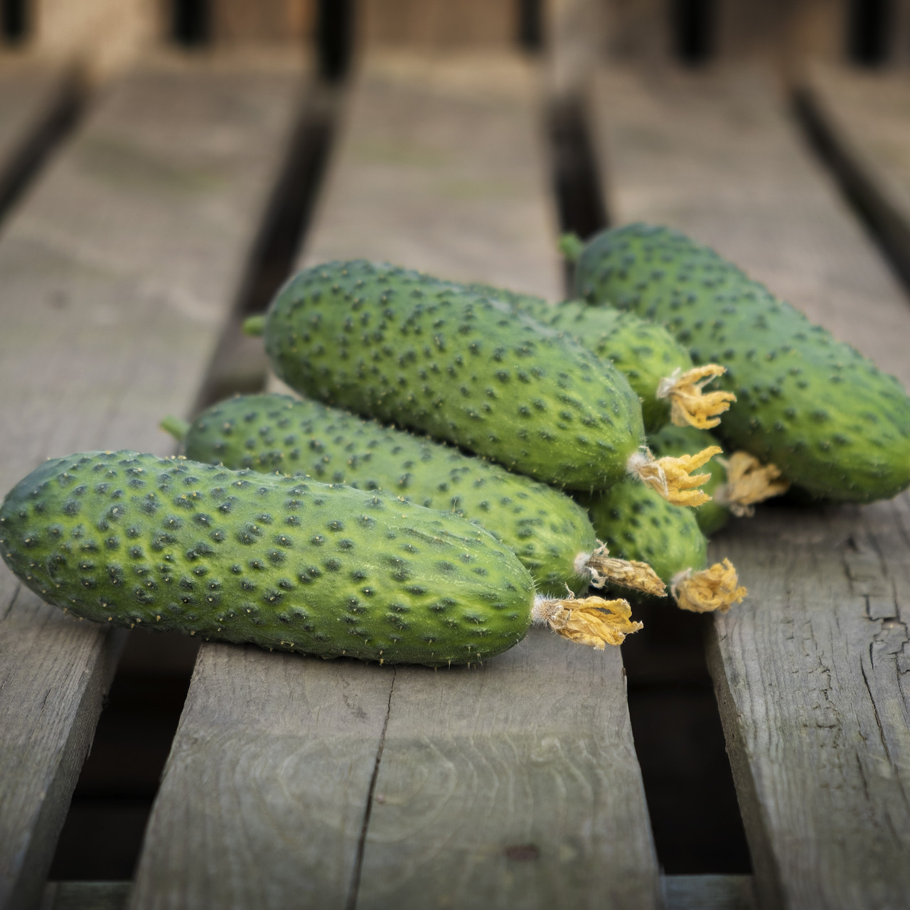 Насіння огірка Ронел F1 (250 нас.) Enza Zaden, фото 1