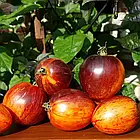 Томат Гаргамель (м,ясиста сливка) 0,1 г, фото 5