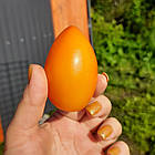 Томат Руда Лиса 100 нас, фото 3