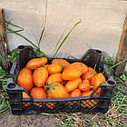 Томат Руда Лиса 100 нас, фото 5