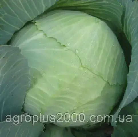 Насіння Капуста білокачанна пізня Кам'яна голова 50 грам PNOS