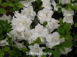 Азалія японська Schneeperle 3 річна, Азалія японська / рододендрон Шниперл, Azalea japonica Schneeperlе, фото 4