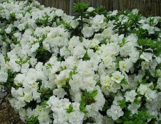 Азалія японська Schneeperle 3 річна, Азалія японська / рододендрон Шниперл, Azalea japonica Schneeperlе, фото 1