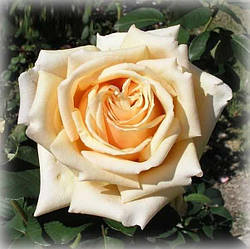 Троянда чайно-гібридна Валенсія (Valencia)