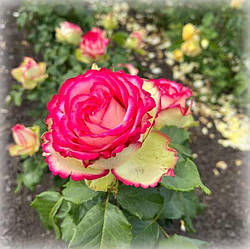 Троянда чайно-гібридна Вальс де Мейян (Waltz de Meilland)