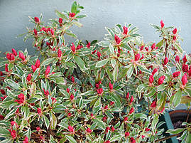 Азалія японська Hot shot Variegata 3 річна, Азалія японська Варієгата, Azalea japonica Hot shot Variega, фото 3