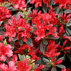 Азалія японська Hot shot Variegata 3 річна, Азалія японська Варієгата, Azalea japonica Hot shot Variega, фото 5