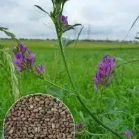 Семена люцерны