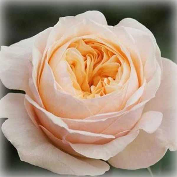Троянда Вікторіан Піч (Victorian Peach), чайно-гібридна в контейнері