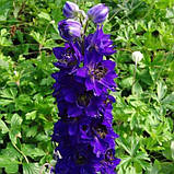 Дельфініум "Magic Fountain Dark Blue/Dark Bee", фото 3