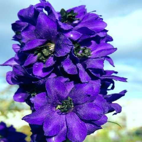 Дельфініум "Magic Fountain Dark Blue/Dark Bee"