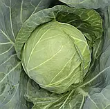 Капуста Амтрак F1 пізня, 20 шт, фото 2