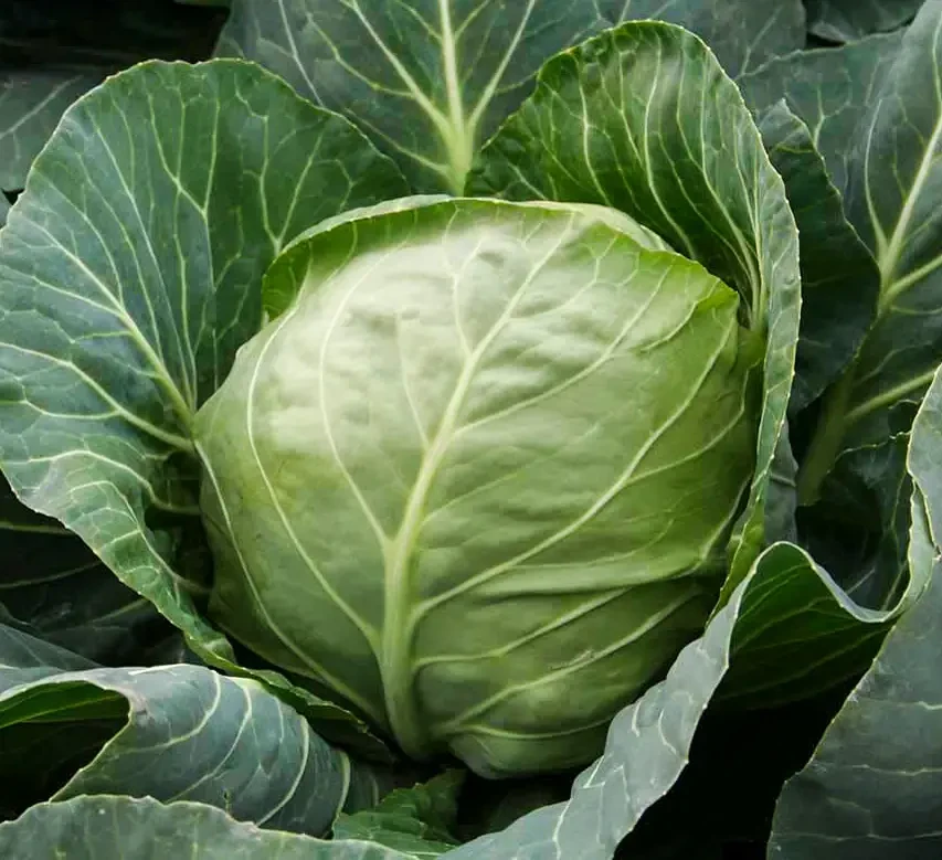 Капуста Етма F1 RZ, 2500 шт, фото 1