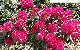 Рододендрон гібридний Nova Zembla 2 річний, Рододендрон гібридний Нова Зембла, Rhododendron Nova Zembla, фото 4