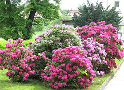 Рододендрон гібридний Nova Zembla 2 річний, Рододендрон гібридний Нова Зембла, Rhododendron Nova Zembla, фото 5