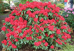 Рододендрон гібридний Nova Zembla 2 річний, Рододендрон гібридний Нова Зембла, Rhododendron Nova Zembla, фото 6