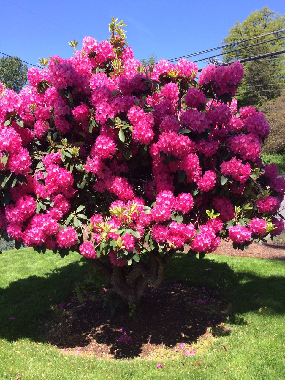 Рододендрон гібридний Nova Zembla 3 річний, Рододендрон гібридний Нова Зембла, Rhododendron Nova Zembla