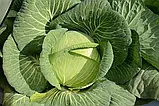 Капуста Платон F1 середньо-пізня, 20 шт, фото 2
