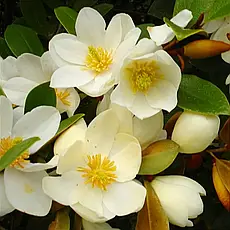 Магнолія вічнозелена Fairy Honey Velvet 2 річна, Магнолия Фейри Хоней Велвет, Magnolia Fairy Honey Velvet, фото 5